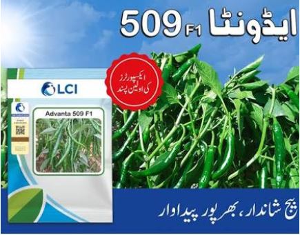 509 Chilli Seed
