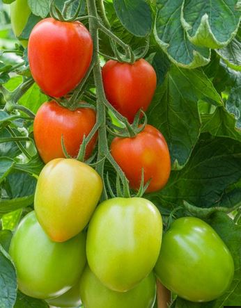 Anna Tomato Seed
