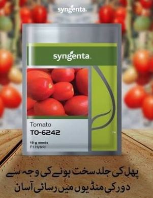 tai6242 Tomato Seed