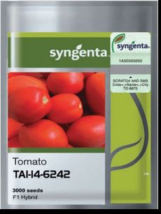 tai6242 Tomato Seed