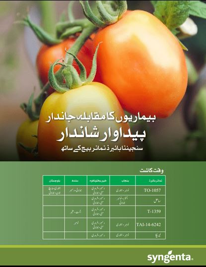 Toco Sahil Tomato Seed