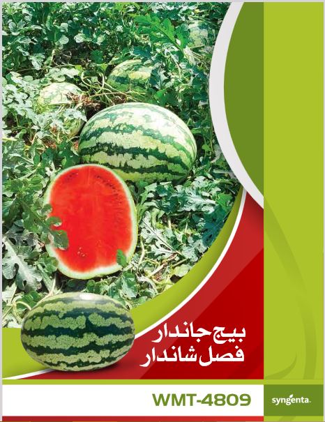 WMT 4809 Watermelon Seed