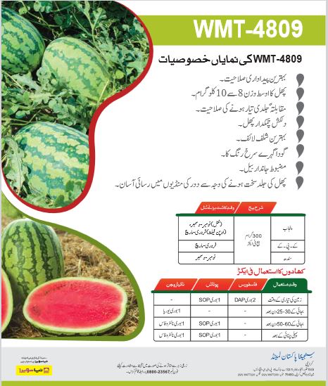 WMT 4809 Watermelon Seed