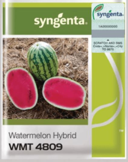 WMT 4809 Watermelon Seed