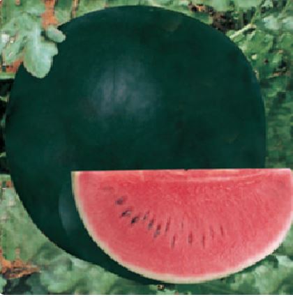 Agusta Watermelon Seed