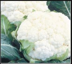 Suhasini Cauliflower Seed