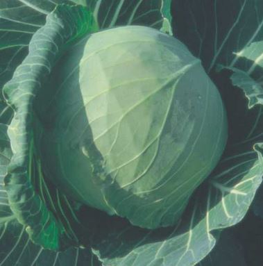 Green Rise Cabbage Seed