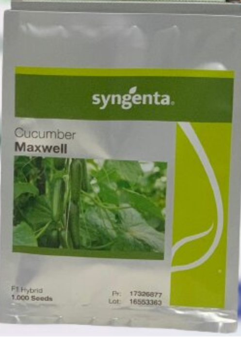 Maxwell Cucumber Seed