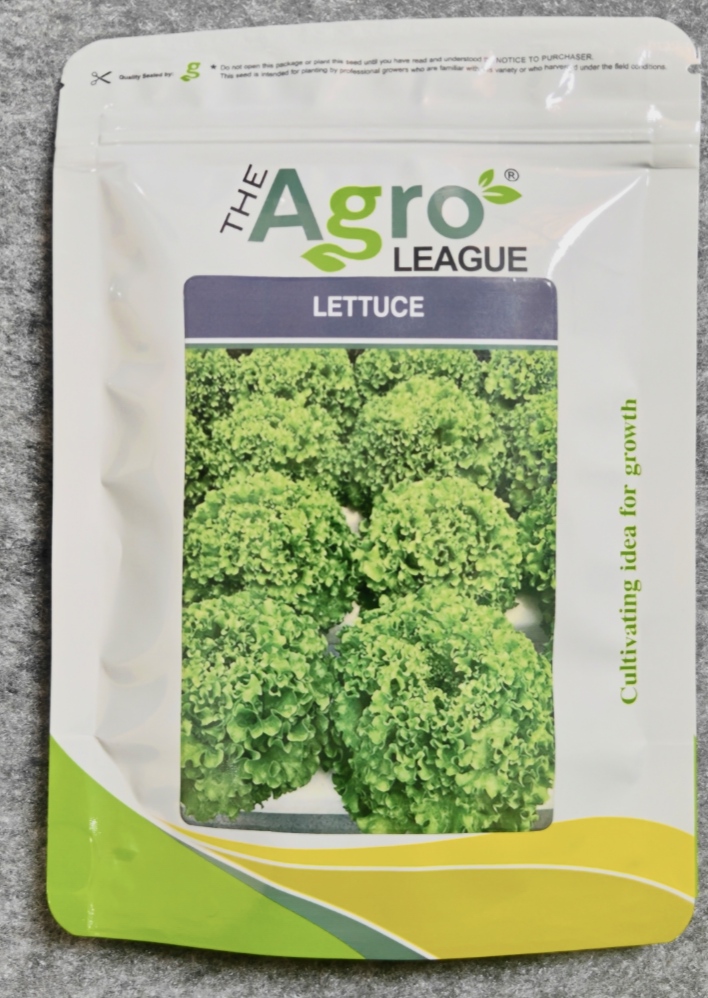 Grand Rapids lettuce